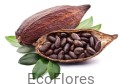 Kakaowiec Ecoflores.jpg