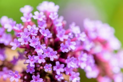 Hydrolat z Werbeny Ecoflores.jpg
