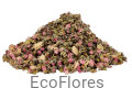 Brzoskwinia pąki kwiatów ecoflores.png