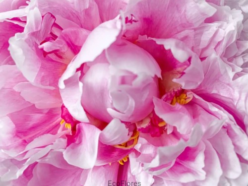 Esencja zapachowa - Piwonia i Różowy Pieprz - Seria Harmonia.jpg