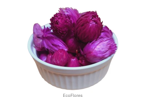 Capblumen fiolet.jpg