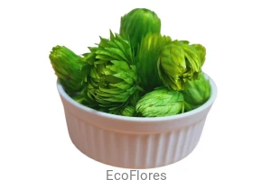 Susz dekoracyjny Capblumen Flower Zielony