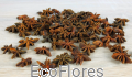 Anyż gwiazdki Ecoflores 1.JPG